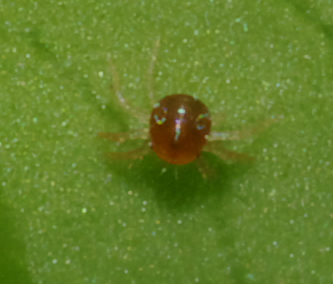 Anystis sp.